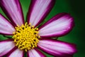 Purple, white, vivid pink wild flower Ã¢â¬ÅWild Cosmos FlowerÃ¢â¬Â Cosmos bipinnatus blooming during Spring and Summer closeup macro. Royalty Free Stock Photo